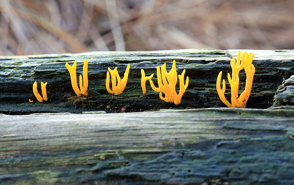 Yellow Stagshorn (Calocera viscosa)