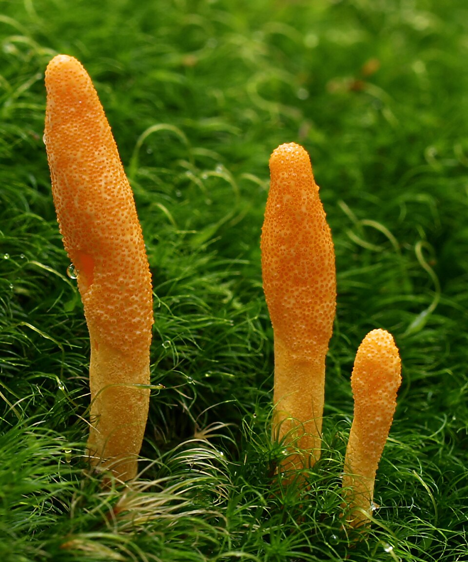 Cordyceps / Ophiocordyceps species