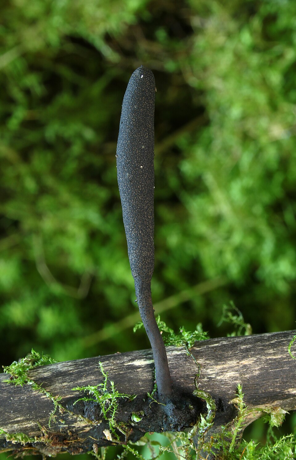 Dead Moll's Fingers (Xylaria longipes)